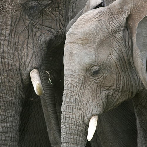 Africa Tanzania Elephants